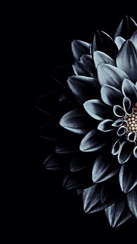 Wallpapers for iPhone and Android. Black themes! Click the link below for Tech News n Gadget Updates. Dark Flower Wallpaper, Flower Lockscreen, Wallpaper Tumblr Lockscreen, Wallpaper Hitam, Wallpaper Texture, Lines Wallpaper, Black Phone Wallpaper, Dark Flowers, Iphone Lockscreen