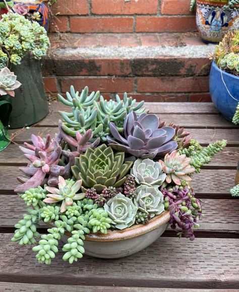 Pinecone Succulents, Mini Cactus Garden, Succulent Garden Outdoor, Succulents Wallpaper, Planter Arrangements, Succulent Garden Diy, Propagating Succulents, Pot Plants, Succulent Gardening