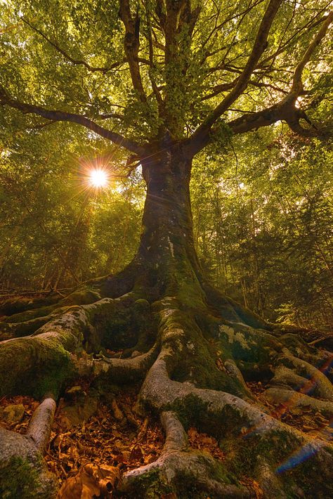 Artistic-realistic nature - 💙 El Guardian de Bosque on 500px by Carlos Pérez,... Weird Trees, Old Trees, Unique Trees, Airbrush Art, Nature Tree, Tree Forest, Beautiful Tree, In The Forest, Nature Animals