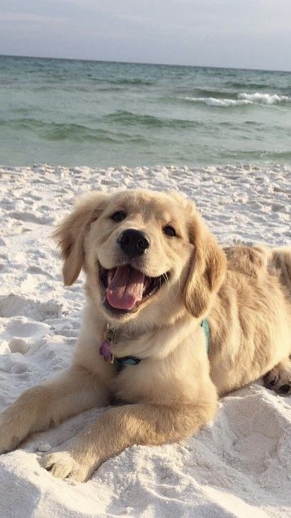 Perros Golden Retriever, Cutee Animals, Cute Dogs Images, Very Cute Puppies, Super Cute Puppies, Cute Dog Photos, Cute Animals Puppies, Very Cute Dogs, Paparazzi Photos