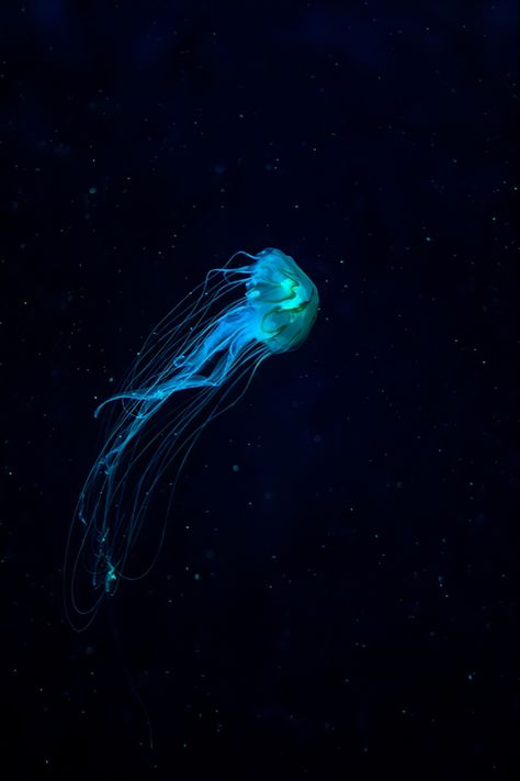 Jellyfish Glow In The Dark, Glow In The Dark Sea Creatures, Glow In The Dark Pictures, Glowing Jellyfish Painting, Glow In The Dark Art Ideas, Creepy Jellyfish, Bioluminescence Jellyfish, Jellyfish Black Background, Jellyfish Person