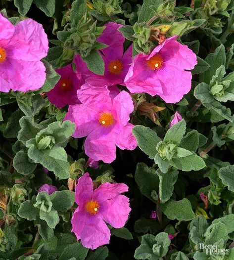 Drought Landscape, Moss Phlox, Evergreen Groundcover, Low Growing Shrubs, Blue Fescue, Drought Tolerant Perennials, Light Purple Flowers, Drought Tolerant Landscape, Rock Rose