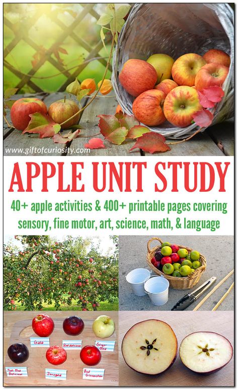 Apples Unit 2nd Grade, Apple Unit 2nd Grade, September Unit Studies, Apple Curriculum, Books About Apples, Apples Unit Kindergarten, Halloween Unit Study, Apple Unit Study, Preschool Apple Activities