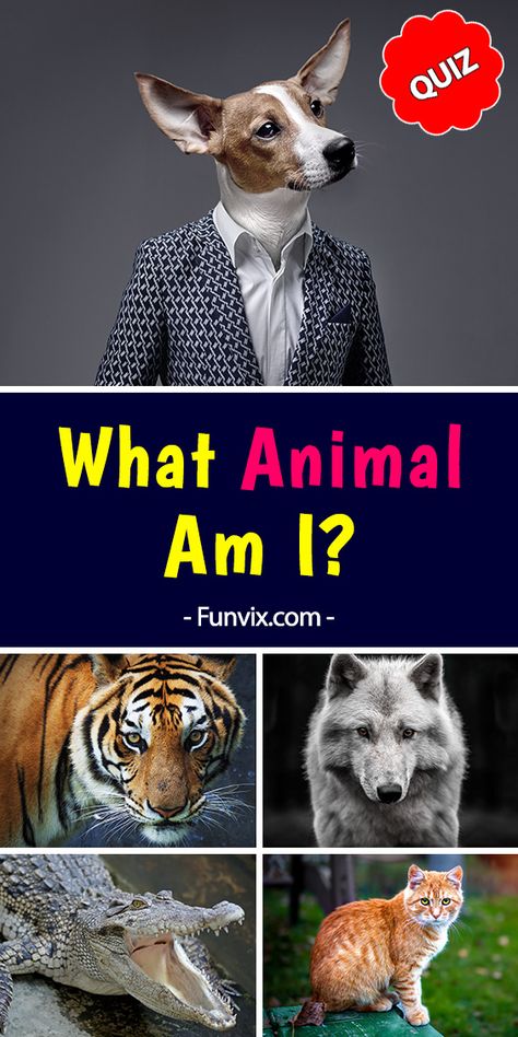 What animal am I? Take this fun personality quiz and find out what creature you would be if you were an animal. #quiz #animalquiz #personalityquiz #quizzes #personality #funquiz #funvix What Cat Am I Quiz, What Therian Am I, What Is Your, What Type Of Animal Are You, Animal Personality Types, Which Animal Are You Quiz, Am I A Therian Quiz, Which Animal Are You, What Animal Am I Quiz