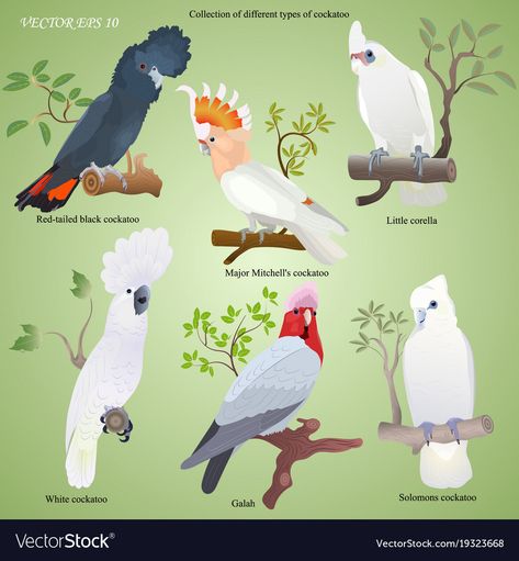 Cockatoo Illustration, Red Tailed Black Cockatoo, Black Cockatoo, Bird Aviary, Olaf The Snowman, Different Types, Adobe Illustrator, Vector Images, Vector Free