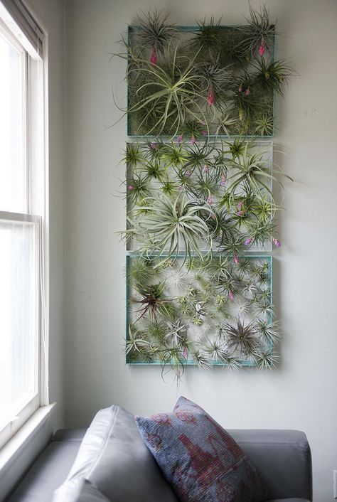 12 Elegant Ways To Bring Air Plants Into Your Home // This frame is a great way to display all of your air plants and makes for a beautiful living piece of artwork. Air Plant Wall, Airplant Wall, Air Plants Decor, Plant Display Ideas, Plant Hanging, Air Plant Display, Decoration Plante, Home Buying Process, Plant Species