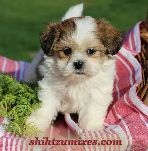 Adorable Shichon Puppies or Teddy Bear Puppies for sale! Shitzu Bichon Teddy Bears, Shitzu Haircuts Boy Teddy Bears, Shitzu Puppies Brown, Shih Tzu For Sale, Shichon Puppies, Bear Dogs, Liver Shih Tzu Puppy, Havanese Puppies For Sale, Teddy Bear Puppies