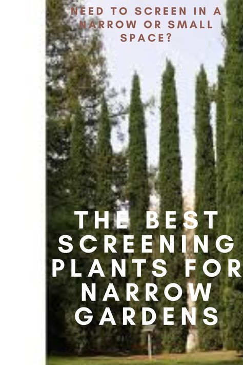 The Best Screening Plants For Narrow & Small Gardens Australian Gardens Egardens.com.au Screening Plants Australia Fence, Tall Screening Plants, Screening Plants Australia, Side Garden Ideas Narrow, Side Yard Landscaping Narrow, Narrow Garden Bed, Garden Ideas Australia, Screening Plants, Tall Potted Plants