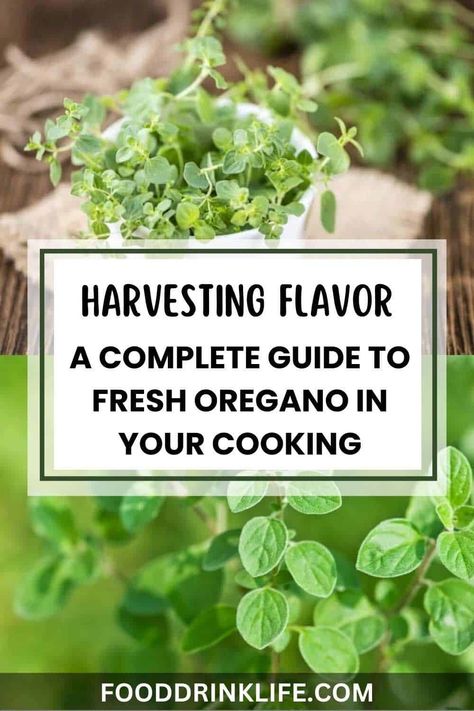 Get ready to enhance your dishes with the fresh flavor of oregano. This guide will help you make the most of this versatile herb in your cooking. Recipes With Fresh Oregano, Fresh Oregano Recipes, Chicken Souvlaki Marinade, Souvlaki Marinade, Oregano Recipes, Garden To Table, Fancy Dinner Party, Oregano Leaves, Dinner Party Recipes