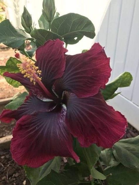 Goth Garden, Hibiscus Plant, Nothing But Flowers, Unusual Flowers, Pretty Plants, Beautiful Flowers Pictures, Exotic Flowers, Hibiscus Flowers, Purple Flower