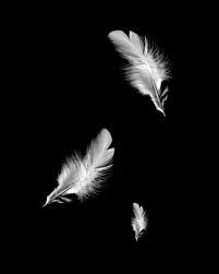 falling feathers Falling Feathers Aesthetic, Falling Angel Aesthetic, Feathers Aesthetic, Angels Black And White, Falling Aesthetic, Feather Aesthetic, Feather Images, Falling Feathers, Feather Background