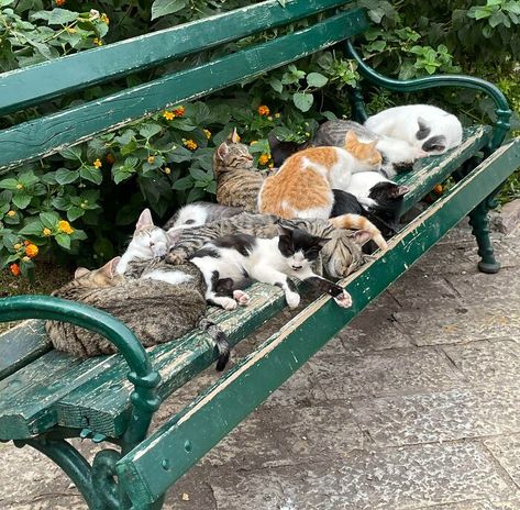 Cats Sleeping On A Bench In Whidbey Island, WA. I Had To Stop And Take A Picture On My Walk Cats Sleeping, Cat Island, Sleeping Animals, World Cat, Foster Kittens, Senior Cat, Whidbey Island, Kitten Rescue, Old Cats