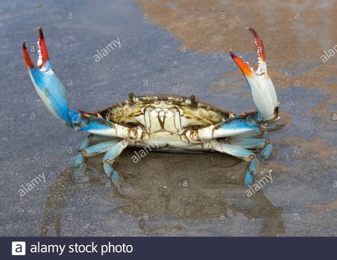 Halloween Crab, Crab Species, Crab Restaurant, Fiddler Crab, Coconut Crab, Woodlice, Ocean Plants, Maryland Blue Crab, Mantis Shrimp