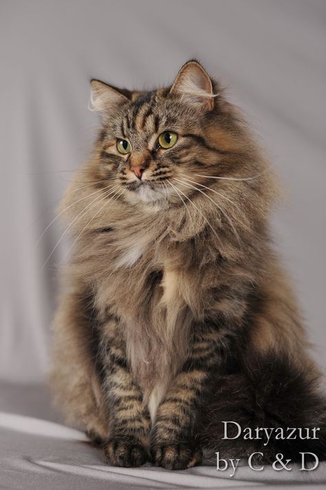 "The cat is domestic only as far as suits its own ends." — Saki Siberian Forest Cat, Söt Katt, Image Chat, Siberian Cat, Orange Tabby Cats, Forest Cat, Norwegian Forest Cat, Fluffy Cat, Cute Cats And Kittens