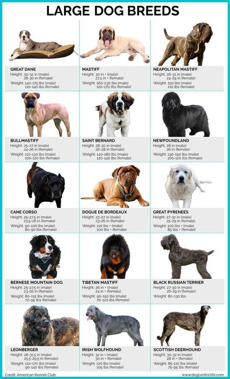 Dogs Breeds Names, Big Guard Dogs, Big Breed Dogs, Big Fluffy Dog Breeds, Adorable Dog Breeds, All Dog Breeds List, Largest Dog Breeds, Smart Dog Breeds, Beautiful Dogs Rare