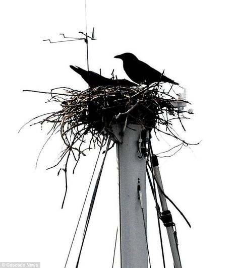 What a position: These two birds obviously took the nautical term quite literally when they decided to build their home on the crow's nest of a yacht Crow Nest, Nautical Terms, Crows Drawing, Crow Painting, Nest Art, American Crow, Crow Skull, Crow Tattoo, Crow Bird