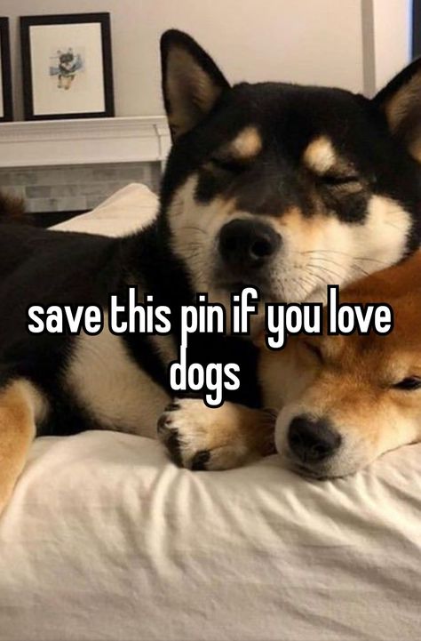 Dog Whisper, Dog Whiskers, Dogs Are The Best, Funny Puppies, Embroidered Converse, Dog Whisperer, Whisper Board, Cute Animals Puppies, Online Diary