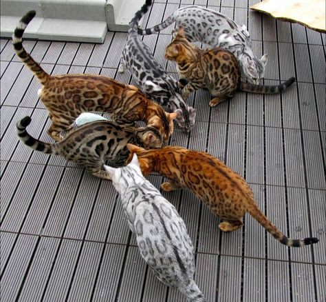 Bengal Cat Colors and Patterns Marble Bengal Cat, Silver Bengal Cat, White Bengal Cat, Gato Bengali, Deadpool Y Spiderman, Silver Bengal, Söpö Kissa, Bengal Kitten, Leopard Cat