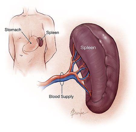 Physiological Functions Of The Spleen, Its Clinical Significance And Disorders Pancreatic Diet Recipes, Human Body Organs, Endocrine Disorders, Tissue Types, Disease Symptoms, Stronger Immune System, White Blood Cells, Nursing Study, Red Blood Cells