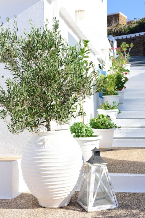 Greek Balcony Decor, Greek Plant Pots, Greek Style Backyard, Greek Backyard Ideas, Greek Garden Design, Greece Inspired Backyard, Santorini Inspired Backyard, Greek Landscaping, Greek Decor Outdoor