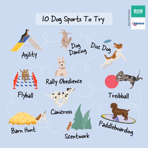 We've pulled together 10 fun sports for you and your dog! Not only will it be a wagging good time for both of you, but it's also a great way to bond and give your pooch a mental and physical workout. We've teamed with our pals @admiral_insurance_uk to bring you the best ones to dip your toes (and paws) in! Sports To Try, Lacrosse Training, Dog Autumn, Dog 101, Dog Sports, What Dogs, Spaniel Puppies, Dog Care Tips, Dog Items