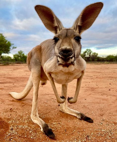 The Kangaroo Sanctuary 🦘 on Instagram: “Our sweet old lady Chloe is 11 years old. We raised her from a tiny orphaned joey, and she has grown into a beautiful strong kangaroo. ❤️” Strong Kangaroo, Match Boxes, Old Lady, Kangaroo, Year Old, Chloe, Animals, On Instagram, Instagram