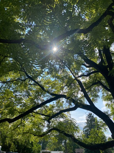 Trees Looking Up, Under A Tree Aesthetic, Jordyn Aesthetic, Laying Under A Tree, Painted Skies, Trees Aesthetic, Tree Aesthetic, Tuck Everlasting, Simple Tree