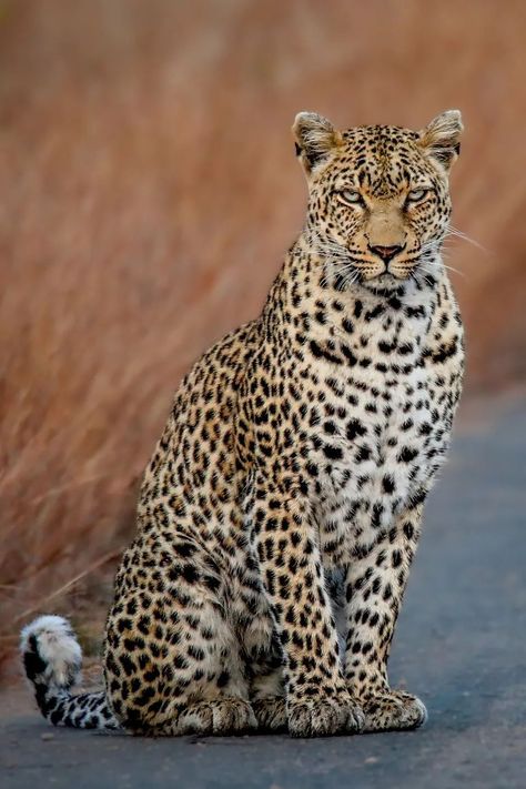 Leopard (Panthera pardus) / Léopard / Image by hanno.erasmus.1 (Hanno Erasmus) from instagram Panthera Pardus, Majestic Animals, African Animals, Leopards, From Instagram, Big Cats, Wild Cats, Animal Kingdom, Small Pets