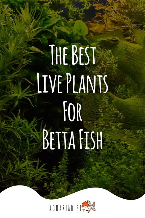 Best Live Plants For Beta Fish, Betta Fish With Live Plants, Community Betta Tank, Betta Fish Sorority Tank Ideas, Fluval Betta Tank, Beta Fish Bowl Ideas Plants, 2 Gallon Betta Fish Tank Ideas, Betta Fish Tank With Live Plants, 5 Gallon Fish Tank Ideas Betta