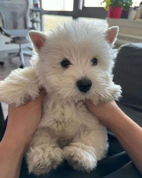 Follow @i.just.love.westies ❤️ for more Today is my birthday hope I get some love here 💕 Tag a friend who need to see this adorable puppy in a comment below👇 ➖➖➖➖➖➖➖➖➖➖➖➖ Credit : @unknown **Credit goes to the respective owner.** 📷 | DM for perfect Credit or remove ! #westieoftheday #westie #whwt #westitude #westielovers #westielover #westiegram #westiepuppy #westieofinstagram #westiedog #westiesofinstagram #westiesofig #westiemoments #westielife #westietude #westielove #westhighlandwhitet... White Terrier Puppy, Westie Puppies For Sale, Westie Puppies, Westie Dogs, Yorkie Dogs, Adorable Puppy, Today Is My Birthday, Baby Animals Pictures, Maltese Puppy