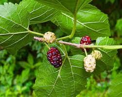 Morus alba, commonly known as White Mulberry, is a deciduous tree native to Asia, particularly China. Renowned for its sweet and juicy fruits, as well as its ornamental value, White Mulberry has been cultivated and appreciated for centuries across various cultures. In appearance, White Mulberry typically grows to a height of 30-50 feet, with a spreading crown and a sturdy trunk. #NaturesPharmacy Mulberry Plant, Palm Tree Fruit, Mulberry Fruit, Organic Nursery, White Mulberry, Morus Alba, Soil Texture, Chinese Herbal Medicine, Forest Plants