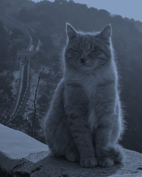 Grey Blue Asthetics, Cat Aesthetic Gray, Dark Gray Blue Aesthetic, Gray And Blue Aesthetic, Gray Cat Aesthetic, Greyish Blue Aesthetic, Gray Blue Aesthetic, Grey Cat Aesthetic, Blue Gray Aesthetic