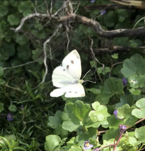 Fairycore vibes white butterfly flying angel pixie elf White Butterflies Aesthetic, Fairy With A Knife, Elf Vibe, White Butterfly Aesthetic, Elf Vibes, Pixie Aesthetic, Elf Aesthetic, Elf Queen, Flying Angel