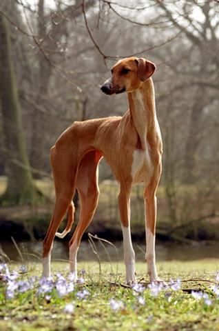 Azawakh Azawakh Dog, Tall Dogs, Tall Dog, High Intelligence, Sight Hounds, Tallest Dog, Animals Dogs, Kinds Of Dogs, Dog Photo