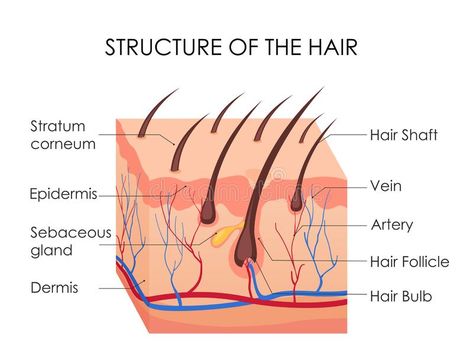 Hair Diagram, Skin Anatomy, Vellus Hair, Hair Science, Hair Structure, Hair Growth Cycle, Skin Structure, Hair Pack, Hair Follicle