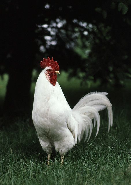 White Leghorn rooster Leghorn Rooster, Pet Tattoo Ideas, Leghorn Chickens, White Rooster, Best Egg Laying Chickens, Gallo Fino, Egg Laying Chickens, Chicken Pictures, Fancy Chickens