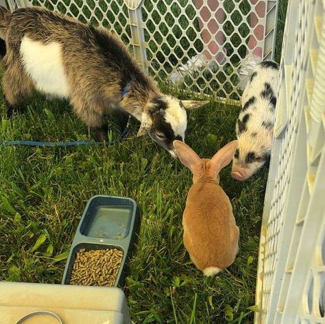 Mini Petting Zoo, Petting Zoo Animals, Yoga With Goats, Pumpkin Patch Business, Petting Zoo Farm, Goats And Chickens, Petting Zoo Birthday Party, Mobile Petting Zoo, Tiny Goat