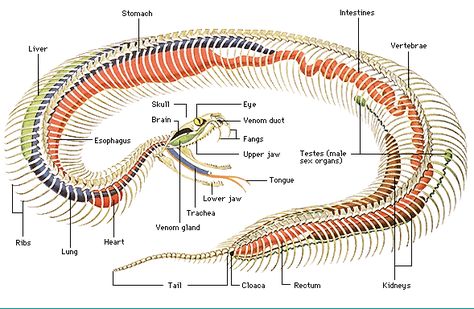 Snake skeletal system Jackson Chameleon, Scary Snakes, Skeleton Anatomy, Snake Drawing, Boa Constrictor, Animal Skeletons, Animal Anatomy, Snake Art, Pet Snake