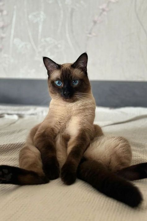 siamese cat Siamese Cats Funny, Siamese Cats Facts, Cat Breeds Siamese, Cats Facts, Cat Humor, Cat Call, Cat Info, Siamese Kittens, Gorgeous Cats