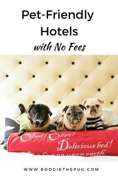 Pet Friendly Hotel, Dog Friendly Vacation, Dog Friendly Hotels, Pet Friendly Hotels, Dog Travel, Sweet Animals, Dog Training Tips, Pet Beds, Training Your Dog