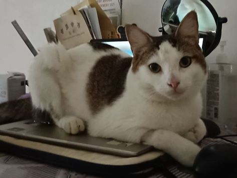 Name of pet: Potato Breed: Domestic shorthair cat Color: White with brown spots Gender: Male Age: 10 mths old Size: average adult size of a domestic shorthair Date Lost: 27 Dec 2022 Place Lost: 19, Pulasan Road Microchip number: Ends with 0824 Distinct features: Black birthmark on toe beans, long brown tail, yellowish-green eyes, no collar, shaved belly Contact person: Angela, +65 96786686, angelamoh1111@gmail.com Domestic Shorthair Cat, Spotted Cat, Toe Beans, Shorthair Cat, Brown Cat, Domestic Shorthair, Age 10, Brown Spots, Cat Names