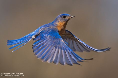 Magical Realism, Eastern Bluebird, Animal Reference, Animal Images, Blue Birds, Song Bird, Birds Flying, Animals Images, Bluebird