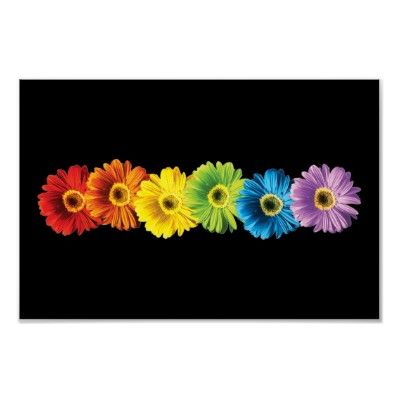 Rainbow Daisies Print from Zazzle.com Daisies Poster, Daisy Poster, Gerbera Daisies, Gerber Daisies, Large Format Printing, Gerbera Daisy, Large Format, Art Galleries, The Rainbow