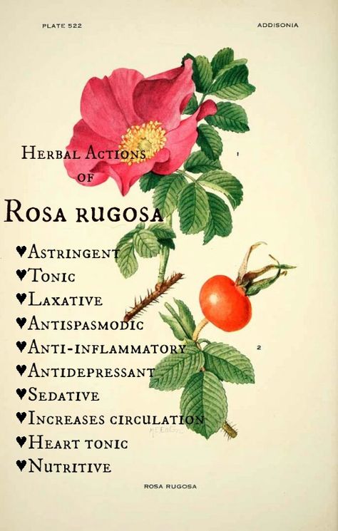 rosa-rugosa-herbal actions Rosa Rugosa Illustration, Rosa Rugosa Tattoo, Rosa Rugosa, Illustration Botanique, Wild Edibles, Rose Fragrance, Botanical Illustrations, 수채화 그림, Wild Food