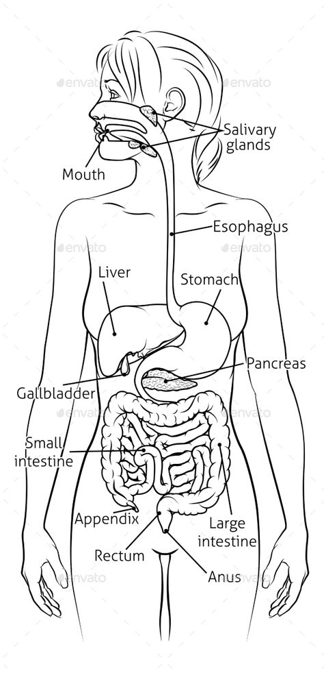 Human Digestive System Woman Anatomy Diagram Digestive System Diagram Drawing, Human Digestive System Diagram, Digestive System Drawing, Digestive System Diagram, The Human Digestive System, Woman Anatomy, Digestive System Anatomy, Biology Drawing, Human Skeletal System