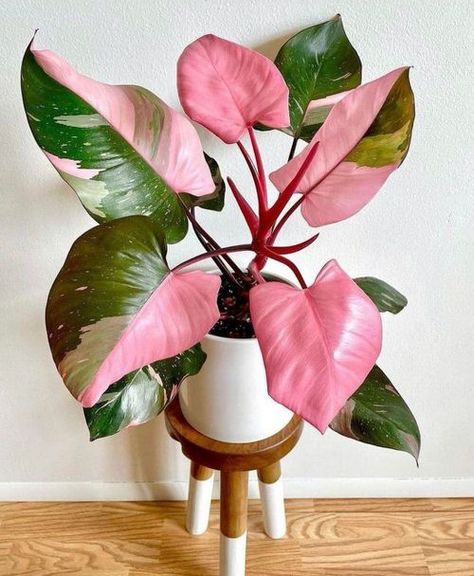 Philodendron Pink Princess, Small Purple Flowers, نباتات منزلية, Pink Plant, Decoration Plante, Starter Plants, Pink Leaves, Low Maintenance Plants, Perfect Plants