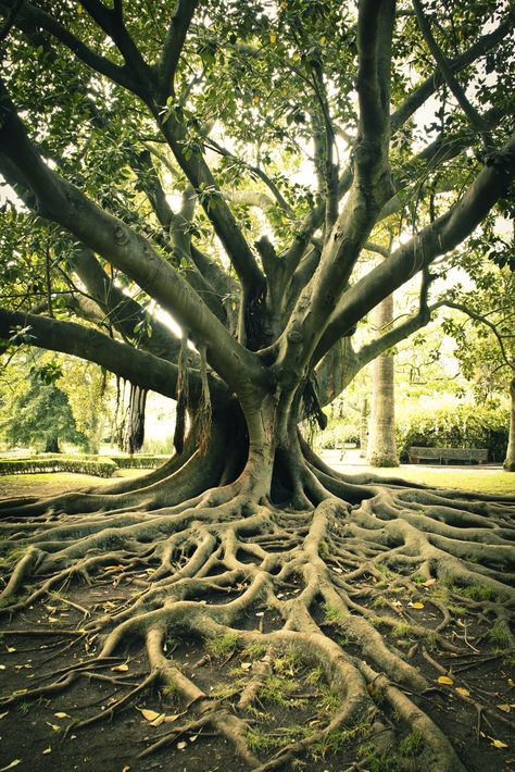 Boom Kunst, Weird Trees, Plante Carnivore, Twisted Tree, Old Tree, Old Trees, Unique Trees, Tree Photography, Tree Roots