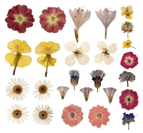 Preserve flower samples in wax paper for a keepsake from each gardening season. Stiker Macbook, Press Flowers, Pressing Flowers, Flowers Pressed, Pressed Flower Crafts, Art Du Collage, Fleurs Diy, Fruit Arrangements, Flower Craft