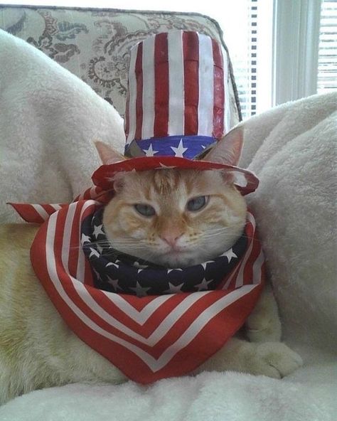 Grandma Dresses, Patriotic Cat, Super Cute Animals, Cat Hat, Pet Holiday, Cat Costumes, Cute Cats And Kittens, Silly Cats, Cat Adoption