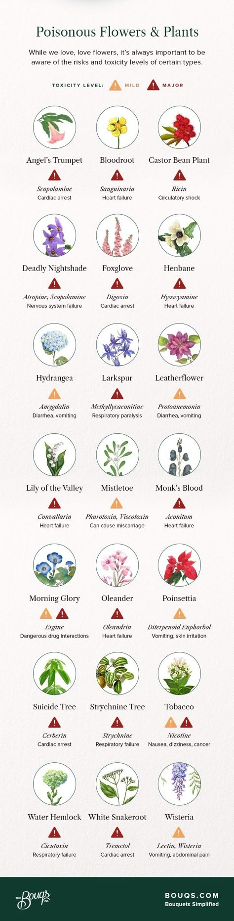 Poisonous Flowers, Deadly Plants, Toxic Plants, Poison Garden, Corak Bunga, Different Types Of Flowers, Poisonous Plants, Flower Meanings, Herbal Magic